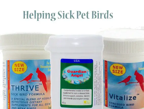 helping sick pet birds