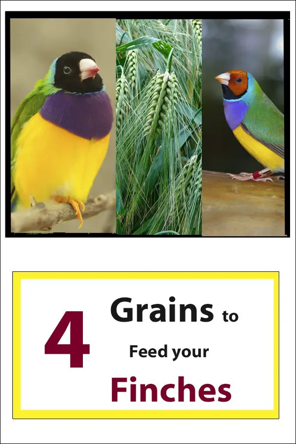 4 Grains to feed finches