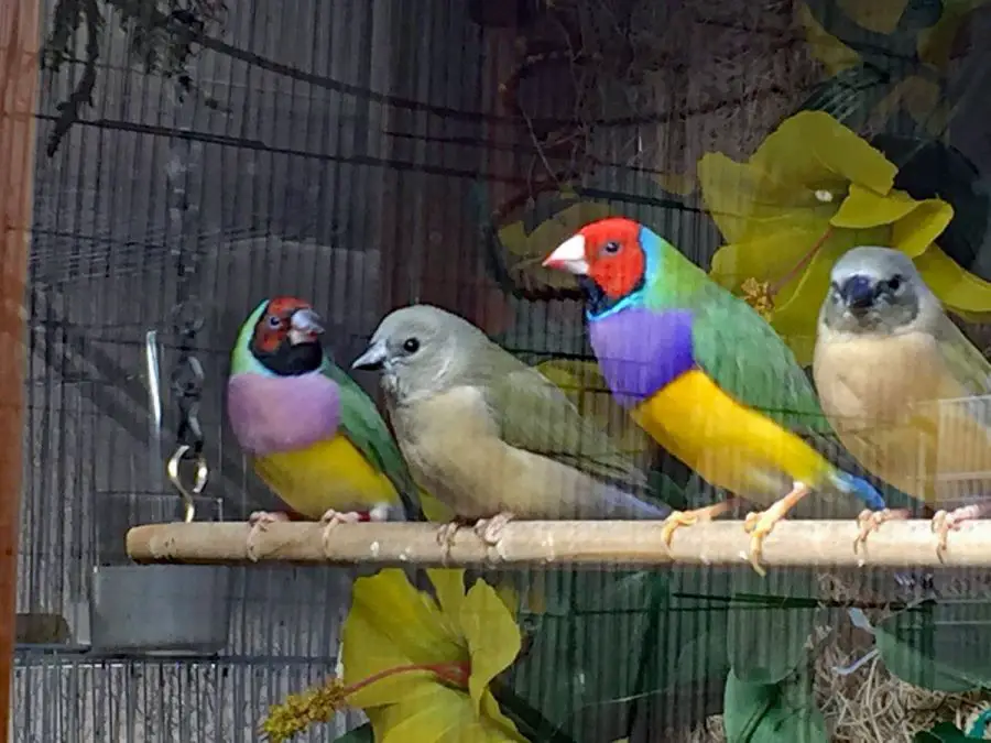 Parent Gouldians with baby