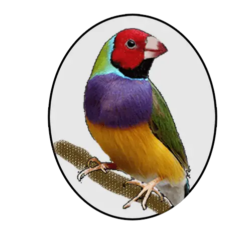 Male Gouldian Finch