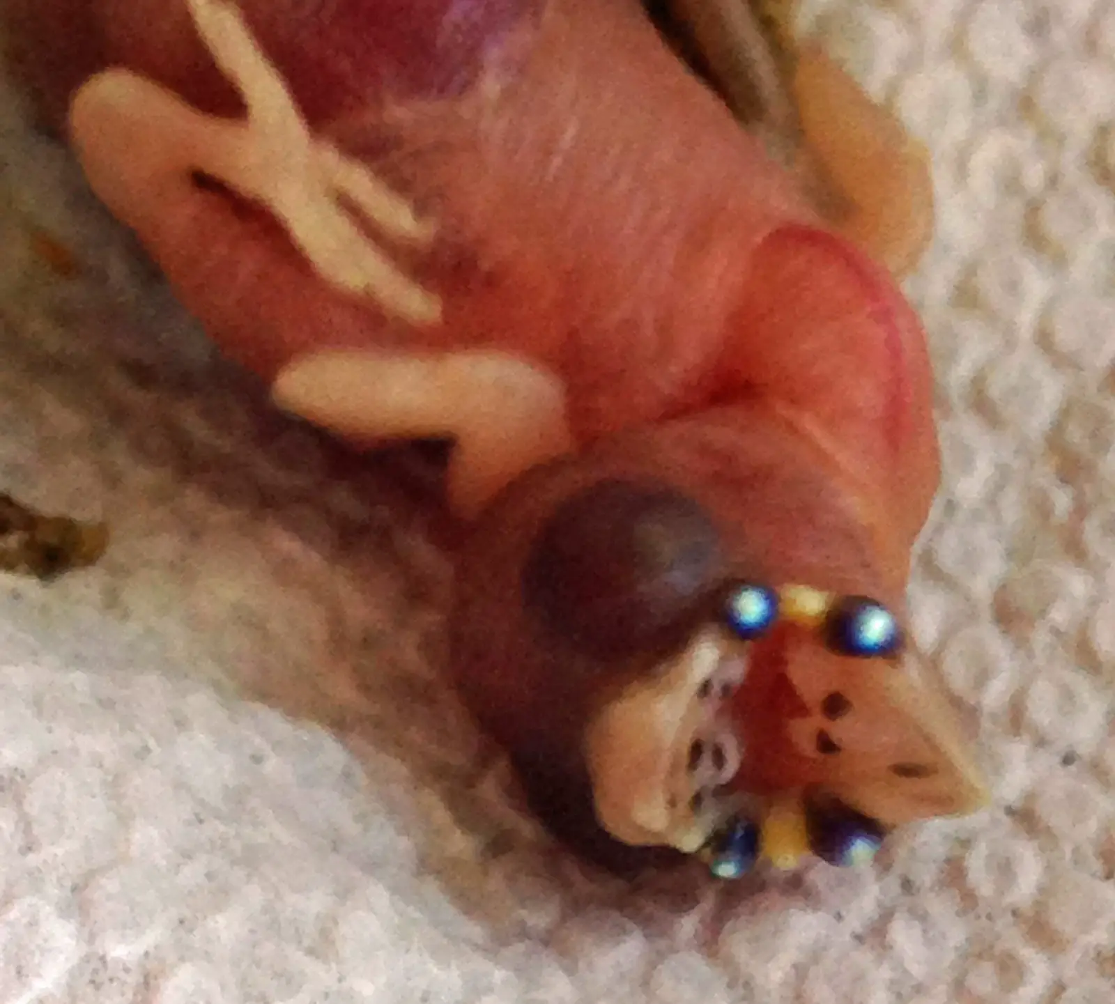 Newly Hatched Gouldian Finch