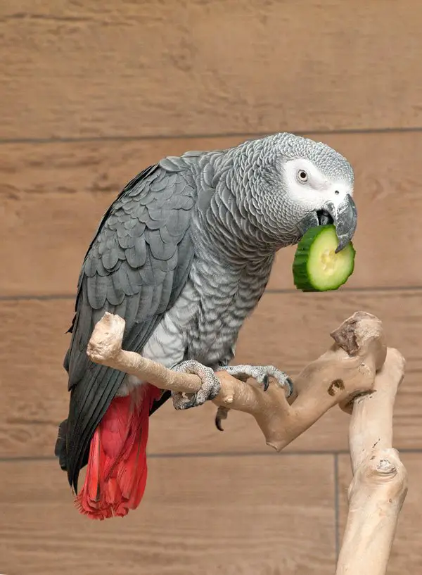 The best bird diet for your parrot